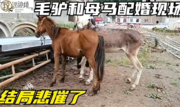 驴马交配视频,罕见交配视频背后的科学之谜